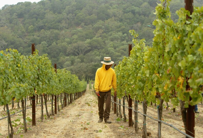  A worker inspects cabernet sauvignon wine grapes at the Stags' Leap Winery September 27, 2004 in Napa, California. The 2004 California wine harvest kicked off during the last week of July, at least two weeks ahead of schedule due to unusually warm weather at the beginning of March, which triggered budbreak in a majority of vineyards throughout California.