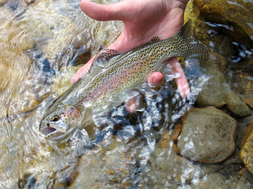 A hand lifts a gasping rainbow trout from the clear waters of a shallow streams with large stones