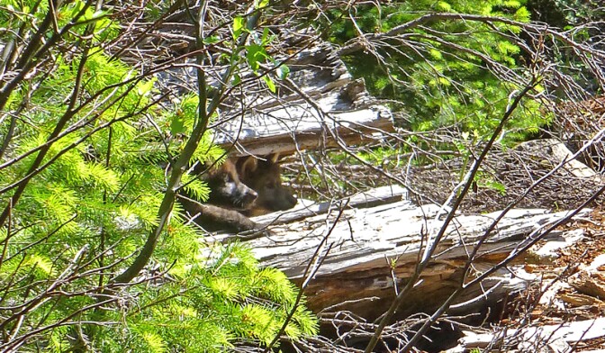 Two of wolf OR7’s pups peek out from a log on the Rogue River-Siskiyou National Forest, June 2, 2014.