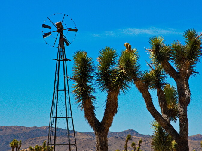 Joshua trees in bloom at Joshua Tree National Park on April 6, 2013.