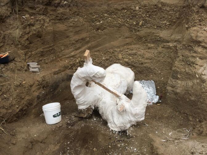 September, 2016: A mammoth fossil is excavated on Santa Rosa Island in the Channel Islands.