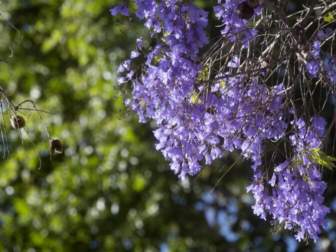 Jacarandas bloom early on Thursday, April 16, 2015 along Del Mar Boulevard at Waldo Avenue in Pasadena.