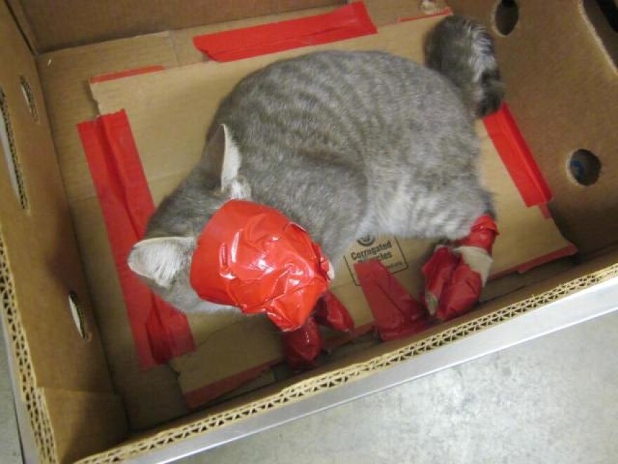 cat-rescue-duct-tape.jpg