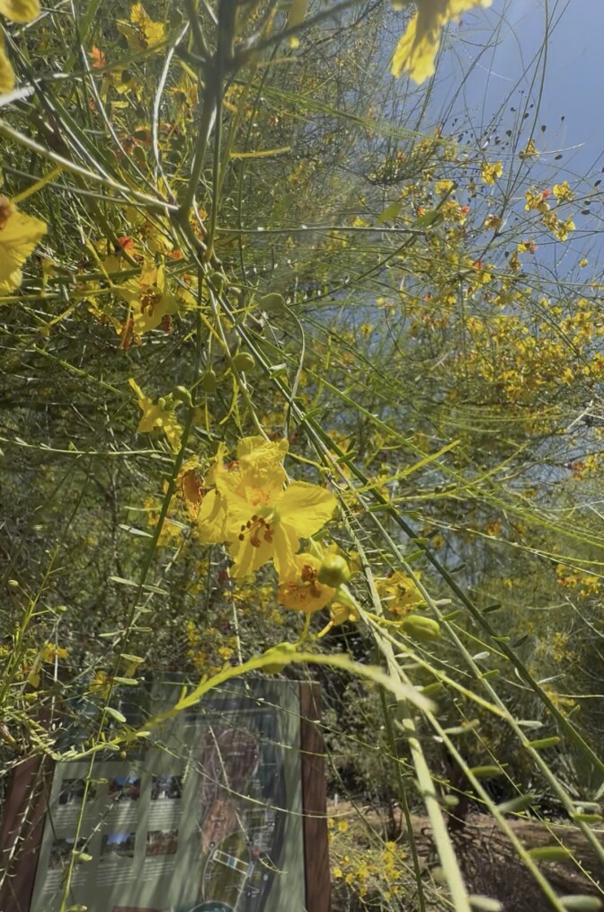 A closeup photo of bright yellow palo verde blooms. 