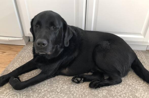 A large black Labrador is laying on the floor on top of a grayish brown carpet.