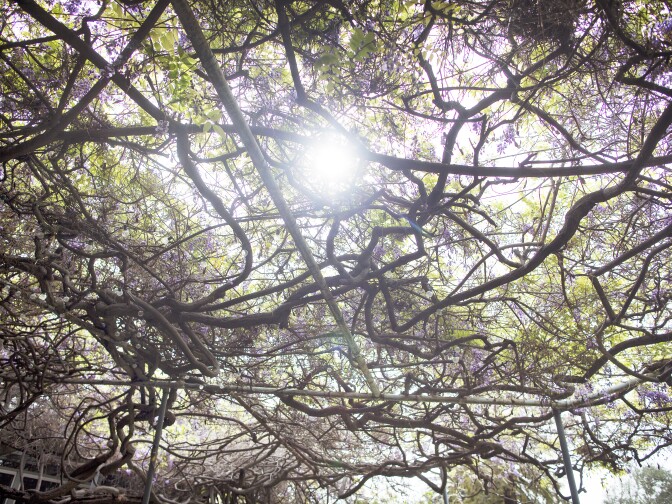According to the Sierra Madre Chamber of Commerce, the famous Wisteria plant has had as many as 1.5 million blooms.