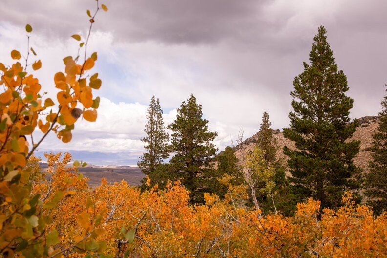 Orange foliage pictured against evergreen trees and overcast skies.