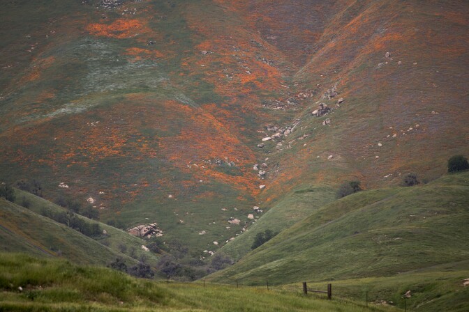 TEHACHAPI, CA - MARCH 4: California poppies bloom near Caliente on March 4, 2016 west of Tehachapi, California. Despite hopes that the major El Nino effect would bring drought-busting rains to southern California, the storms have been missing the region, delivering only half the rain of a normal year. After a brief period of heavy rain in January, Southern California experienced one of the hottest Februarys ever recorded, prompting early scenic wildflower blooms in several desert and foothill regions. (Photo by David McNew/Getty Images)