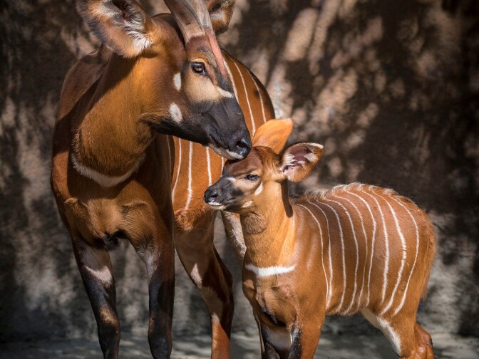 The baby bongo was born Jan. 20 and spent its first few weeks bonding with its mother.