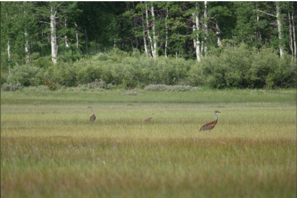 Three sandhill cranes in a green meadow