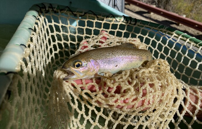 A fish, with copper and purple hued scales, is being held in a wet tan net over a person's hand. The fish's mouth is open, with one eye seemingly staring at the camera.