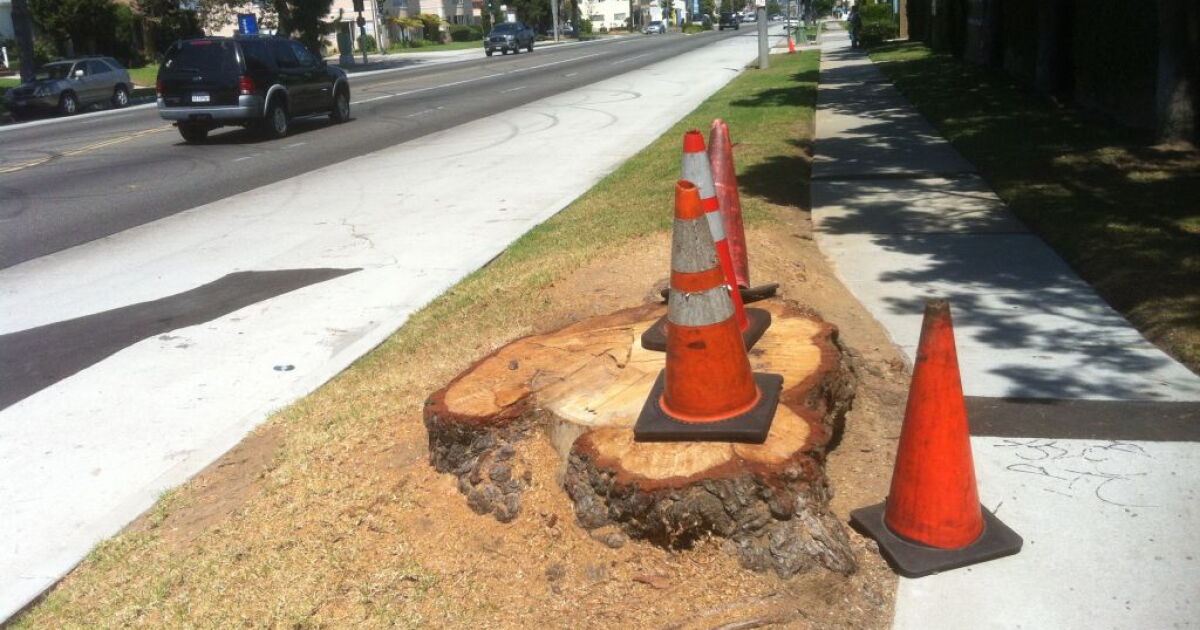 Inglewood clears trees for Space Shuttle Endeavour's upcoming trek | LAist