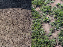 Griffith Park is looking much more green than one year ago in March 2014.