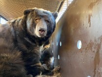 A close up of a brown bear from around the hips up. He's looking directly into the camera and sitting in a brown enclosed metal cage.