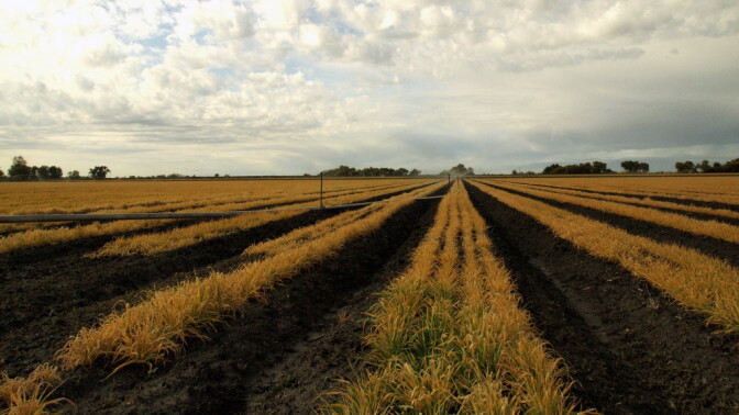 Cannon Michael's farm grows tomatoes, melons and onions, among other crops. This year, however, Michael will have to fallow one-fifth of the land due to the drought