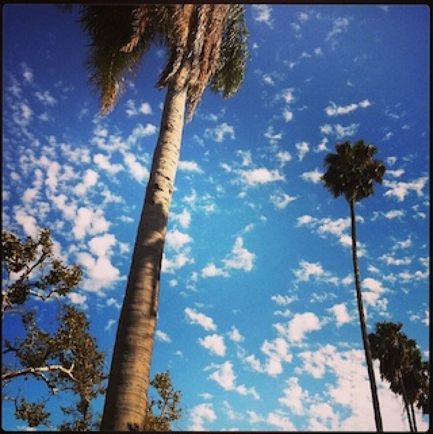 palm-trees-sky-lwr-320x.jpg