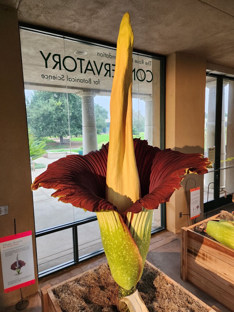  A large green brown and scarlet plant grows indoors 