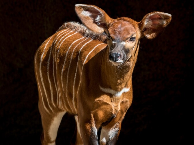 The baby bongo could made its debut at the Los Angeles Zoo February 23, 2017.