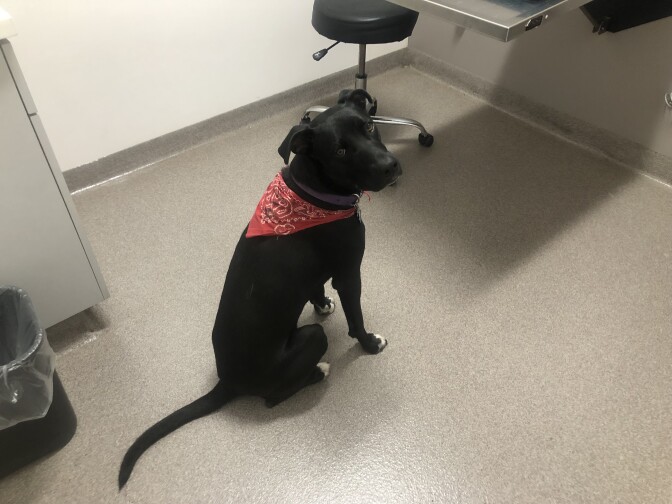 A black dog with a red bandana sits in the vets office