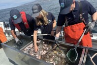 Theree people, each with navy hats, stand over a tank of fish. They are on a boat and the ocean and coast is visible in the backdrop. 