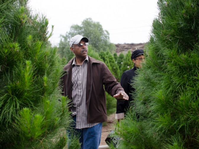M. Johnson of Diamond Bar looks for a tree to take home for Christmas at Peltzer Pines in Brea, Calif., Wednesday, Dec. 12, 2012. He and his wife, Deborah, have bought their tree from Peltzer for more than 10 years.