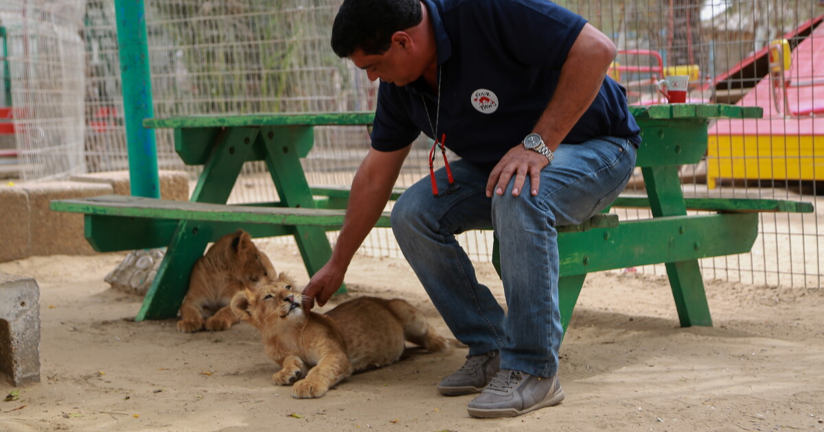 Gaza Dogs Another side effect from war in Gaza? Animals starving in its besieged ...