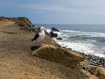 Stormwater, handled separately from waste water out of treatment plants, runs down paved streets and into storm systems - or just over the edge of a cliff. With it, water takes hydrocarbons, pollutants, pesticides, bacteria into the ocean.