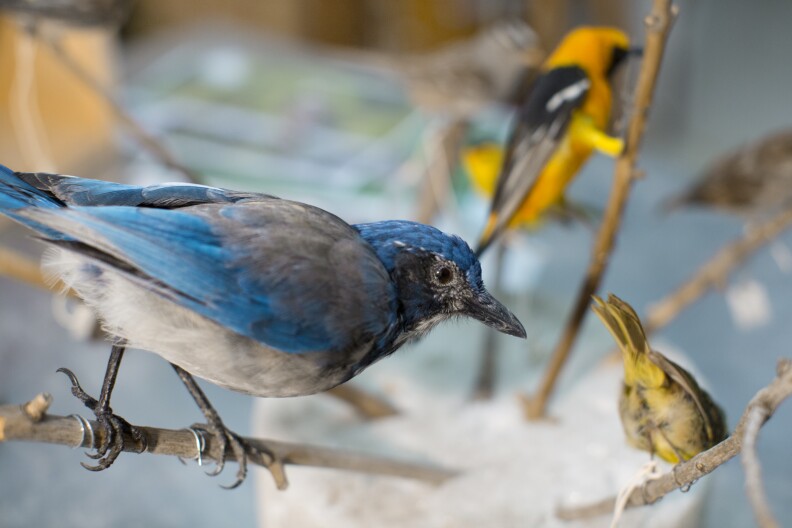 Allis Markham creates birds and other taxidermy creatures for exhibits at The Natural History Museum in Los Angeles.