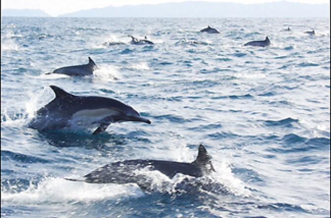 A "podcast" off Catalina Island. Now's a great time to see dolphins and grey whales close to shore.