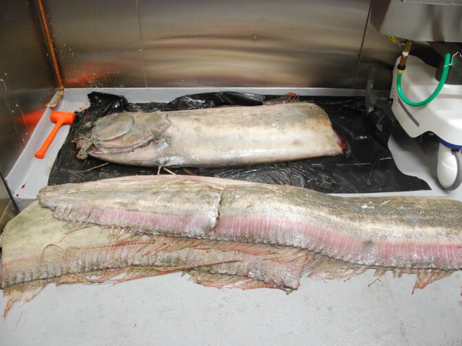 The 14-foot fish had to be broken into pieces in order to be moved from the Oceanside beach it landed on.