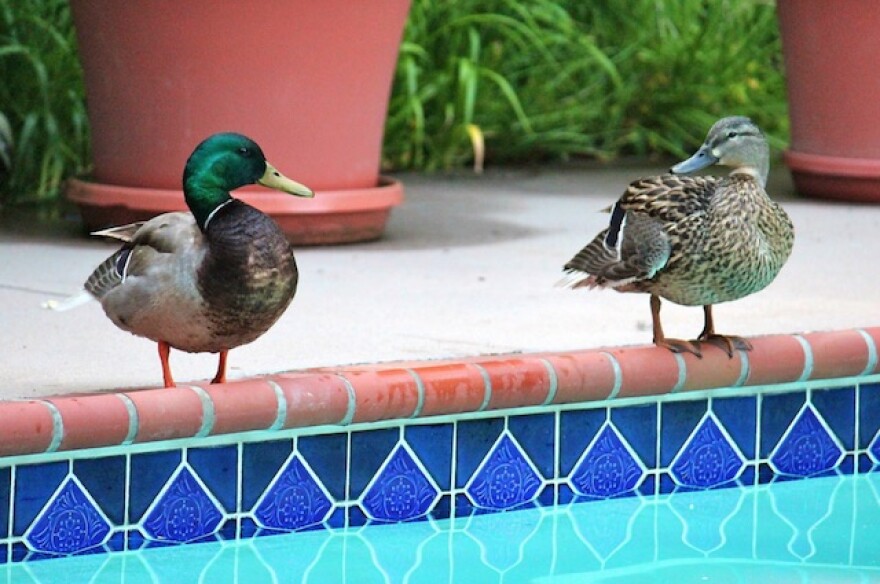 ducks-by-the-pool.jpg