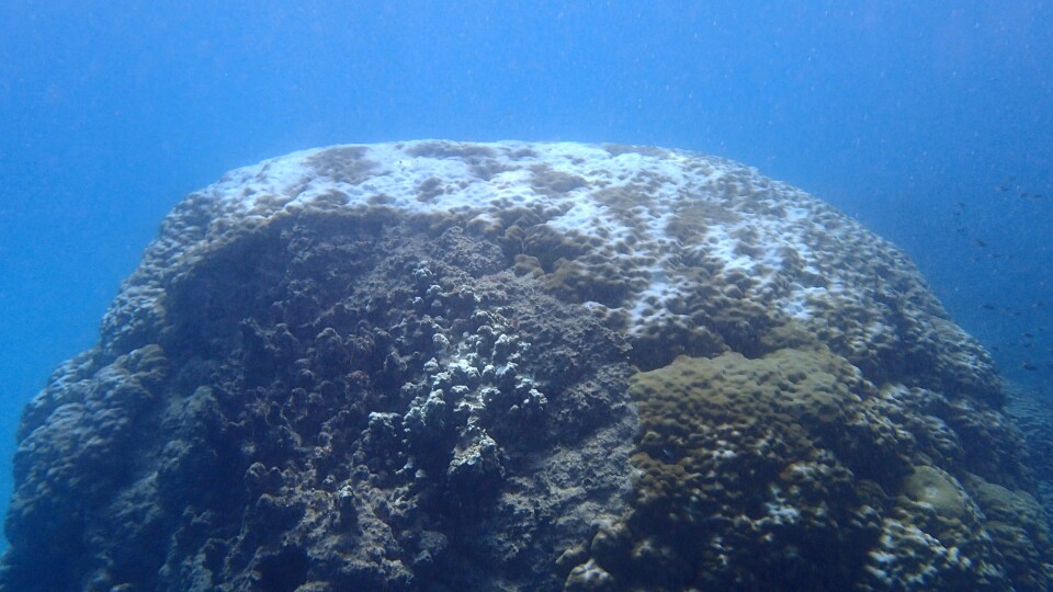 A bleached coral like this one – hundreds of years old – is becoming a more common sight along the Great Barrier Reef, where scientists say an average of a third of all coral died last year alone.
