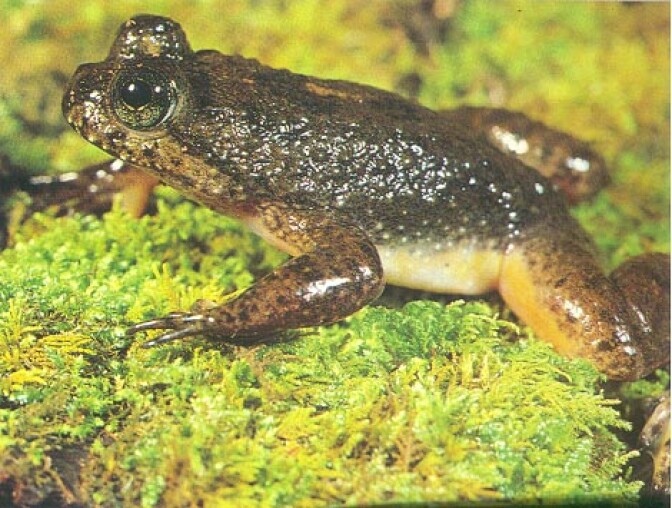 Southern Gastric-brooding Frog.