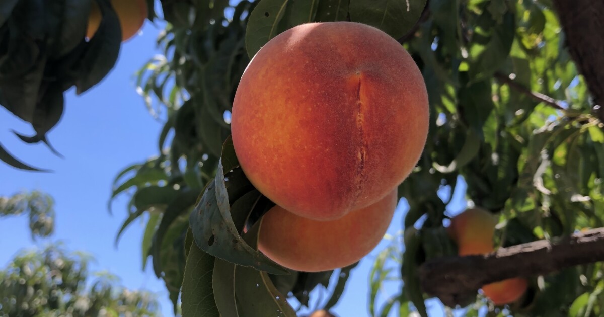 Adopt an heirloom peach tree at this Fresno County farm. Just have a plan for 250 pounds of fruit