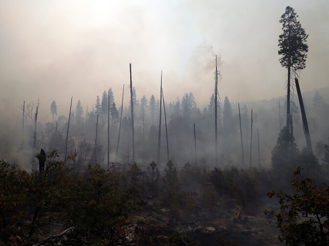 YOSEMITE NATIONAL PARK, CA - AUGUST 25:  Trees burned by the Rim Fire stand on August 25, 2013 in Yosemite National Park, California. The Rim Fire continues to burn out of control and threatens 4,500 homes outside of Yosemite National Park. Over 2,000 firefighters are battling the blaze that has entered a section of Yosemite National Park and is currently 7 percent contained.  (Photo by Justin Sullivan/Getty Images)