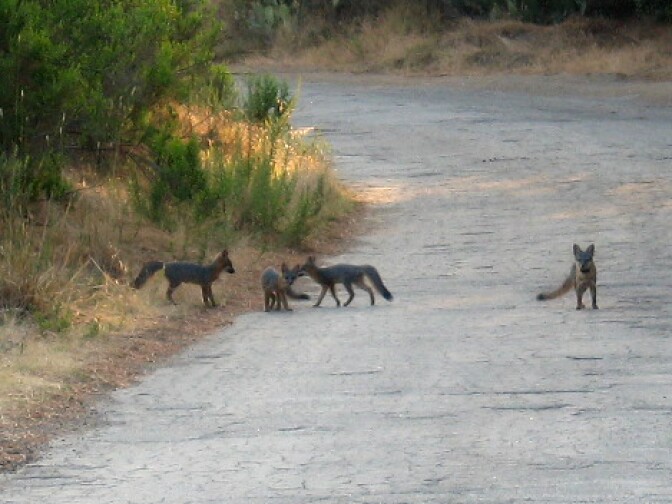 A group of foxes on a road in Catalina Island.