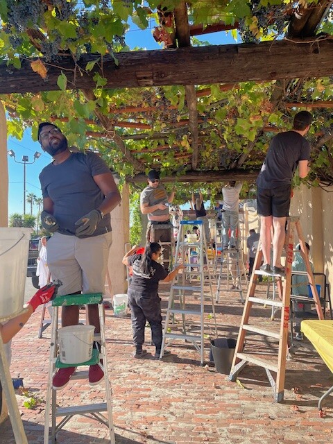 Several people standing on ladders and stools picking grapes from an overhead wooden pergola covered in grapevines at Mission San Gabriel.