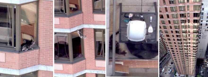 2009_06_catleap.jpg