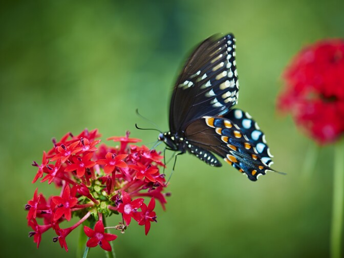 A butterfly at the Natural History Museum in Los Angeles.