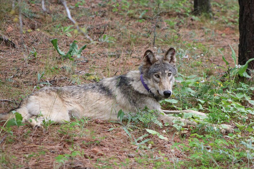 A lean gray wolf wearing a purple tracking collar sits among pine needles and light forest underbrush gazing toward the camera. 