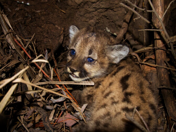 Mountain lion cub P-43 seen on July 23, 2015. P-43's remains were found in September.