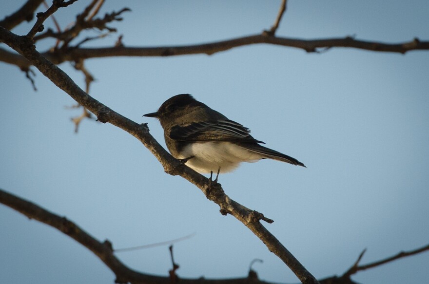 A small brown and white bird perches on a brown branch. The bird keeps his eyes on the light blue horizon.