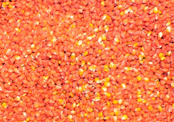 "MON 810", a variety of genetically modified maize (corn) developed by Monsanto Company is pictured during an action by anti-GMO activists calling for its ban on January 23, 2012 at a Monsanto storehouse in Trebes near Carcassonne, southern France. AFP PHOTO / ERIC CABANIS (Photo credit should read ERIC CABANIS/AFP/Getty Images)