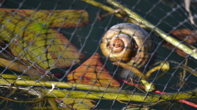 An apple snail is seen behind the protective netting in one of the lotus beds in Echo Park Lake. Expert Lindsey Groves says the snails are likely to develop an appetite for the park's famous lotuses. 