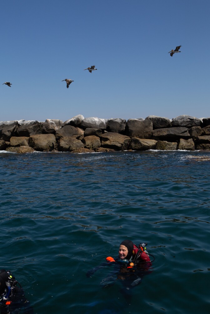Sandy Trautwein collecting samples of kelp and algae along the Long Beach breakwater. while a flock of pelicans flies by. Photographed on April 26, 2019 in Long Beach, California. (James Bernal for KPCC)