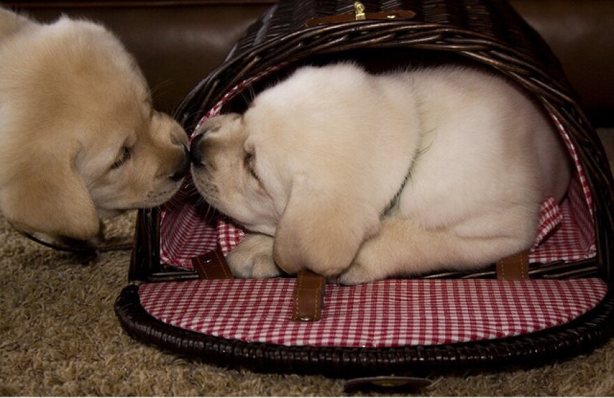 puppies_ordinance.jpg