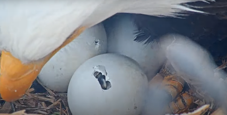 A close-up of three white eggs in a nest made of sticks and straw, with a small hole in the egg closest to the camera.