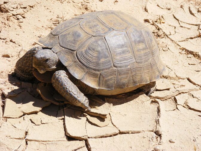 A desert tortoise photographed in the Mojave desert.