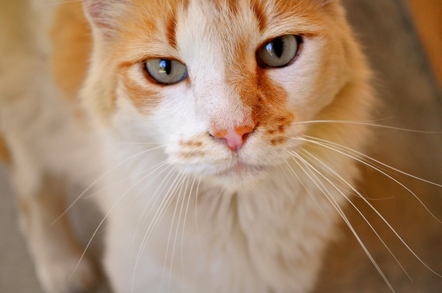 orange-kitteh.jpg