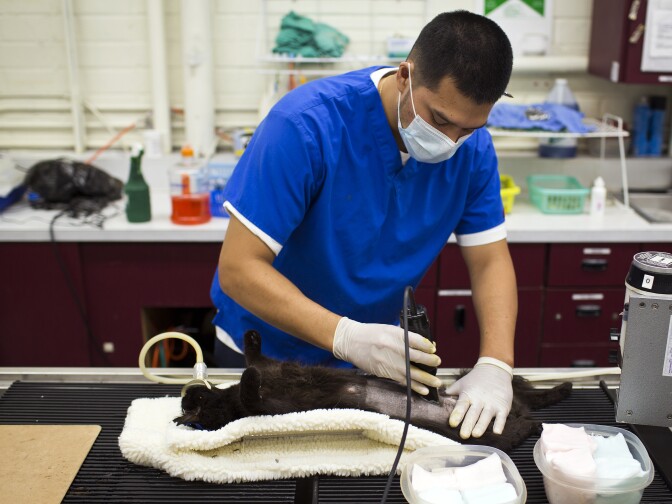 Veterinary assistant Fernando Segouia shaves a female cat before surgery. Fix Nation has treated more than 100,000 feral cats.